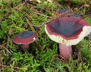 Russula torulosa